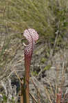 Crimson pitcherplant